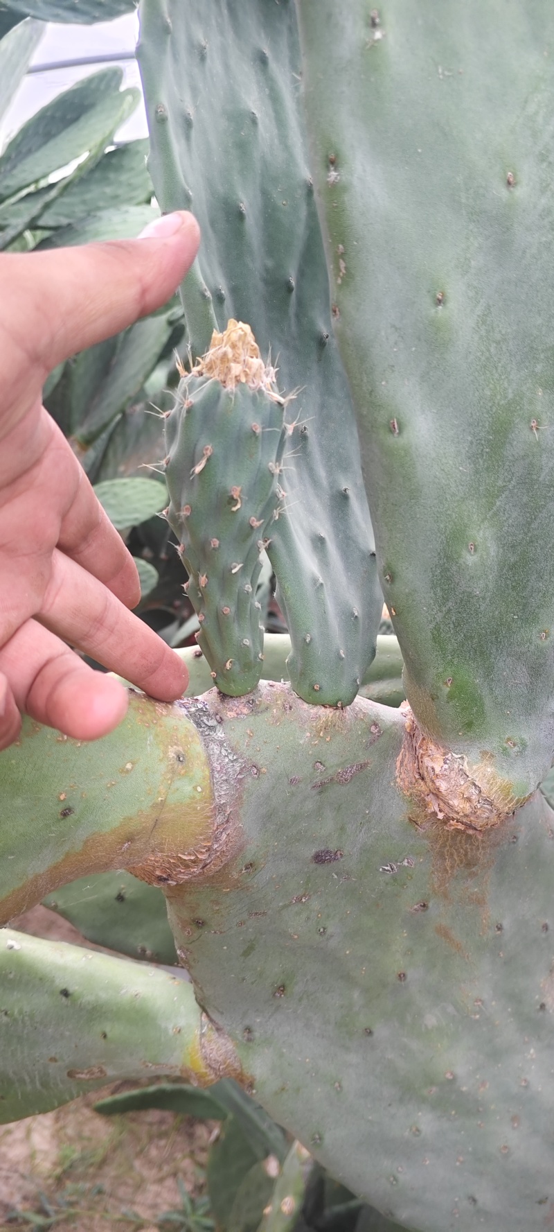 特级大黄果种植片