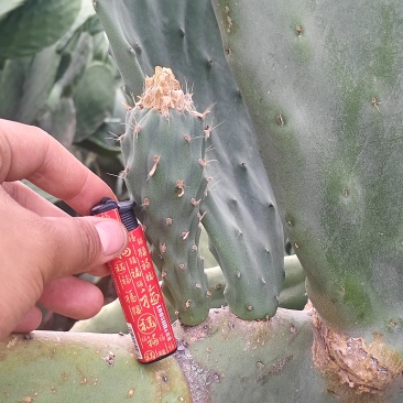 特级大黄果种植片