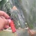 特级大黄果种植片