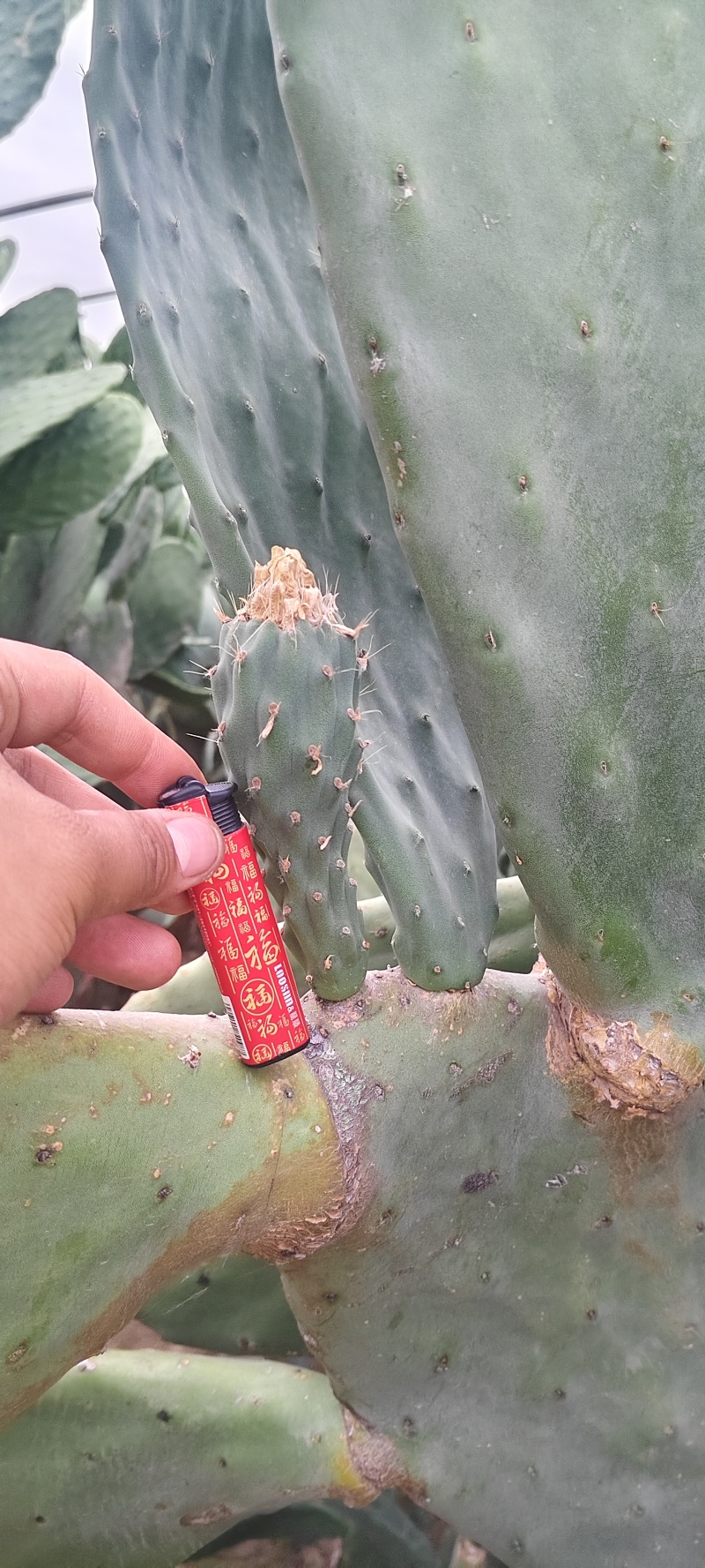 特级大黄果种植片
