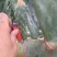特级大黄果种植片