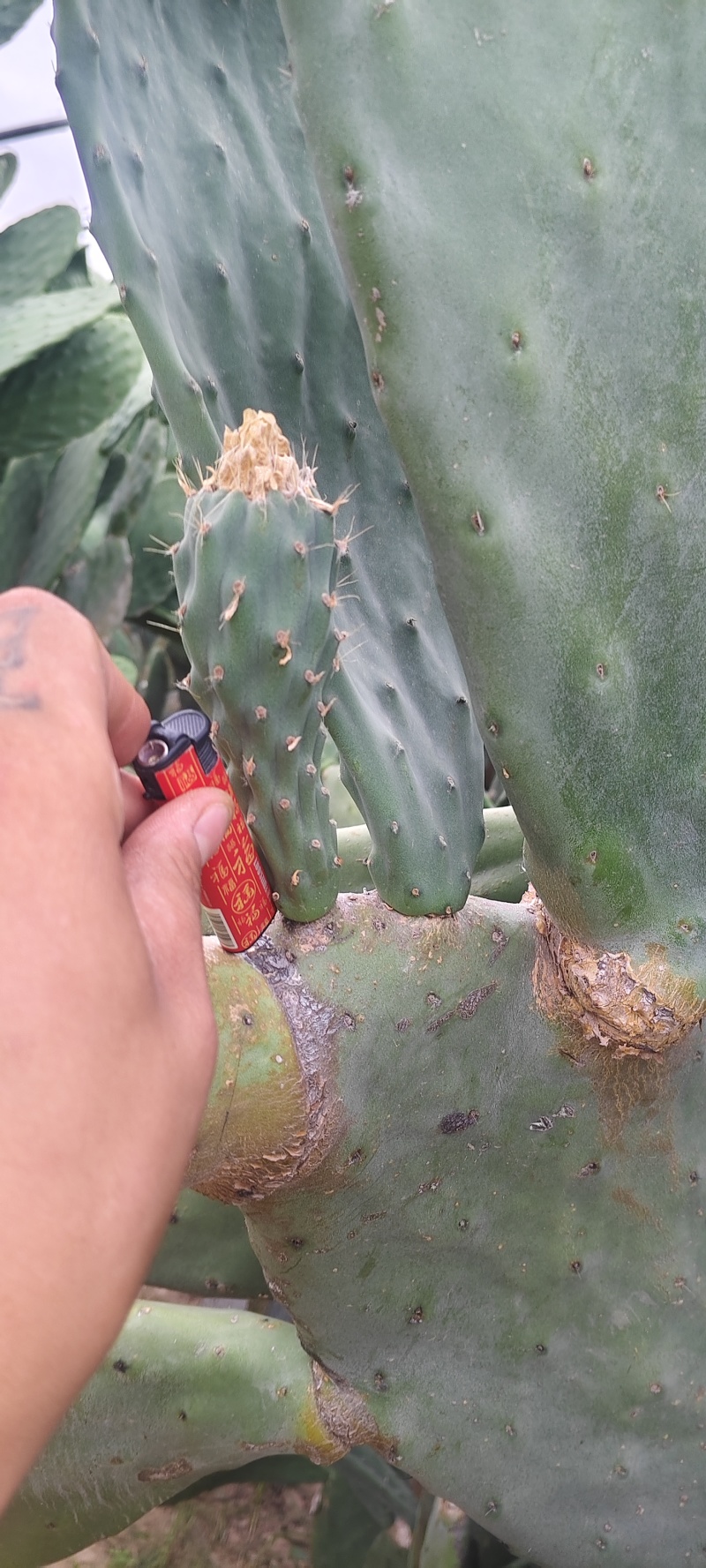 特级大黄果种植片