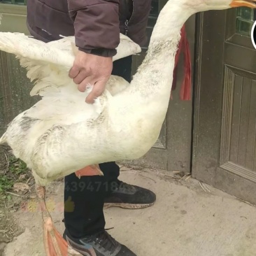 老鹅
