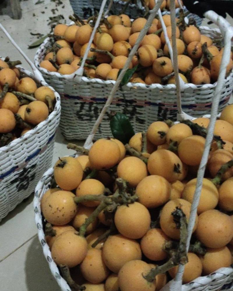浙中兰溪金家红枇杷和白枇