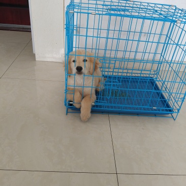 金毛幼犬