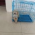 金毛幼犬