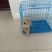 金毛幼犬