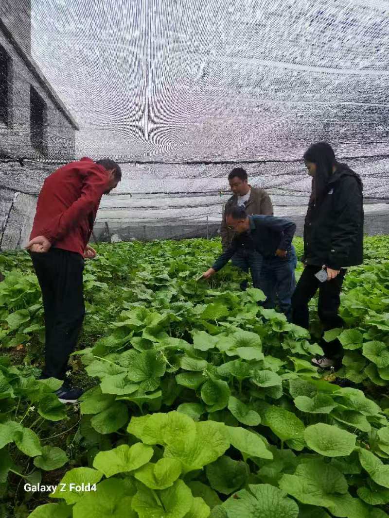 山葵