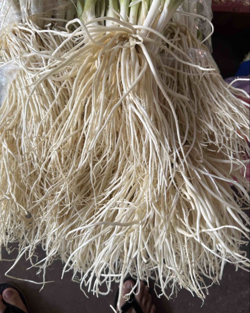 新鲜现挖撇菜根源头产地量大可长期供货