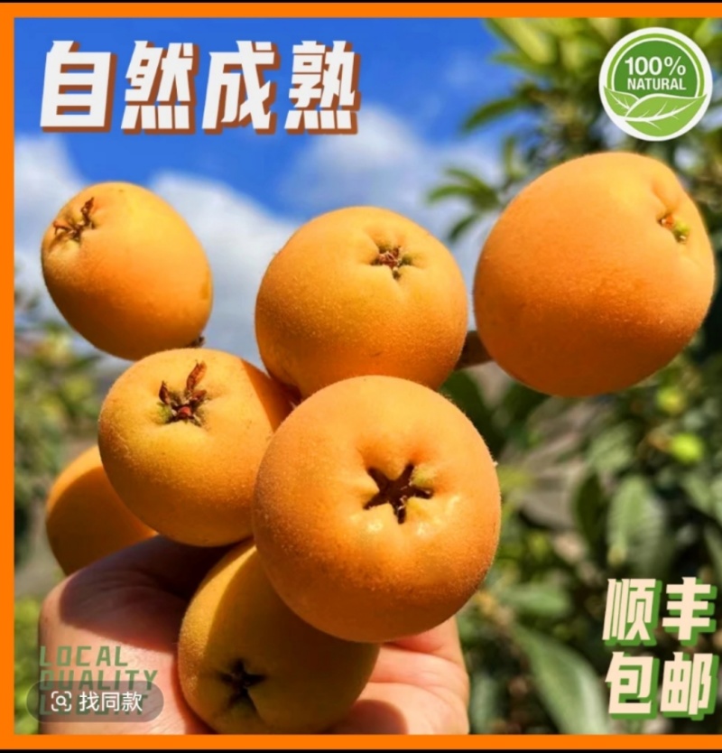 龙泉山大五星枇杷