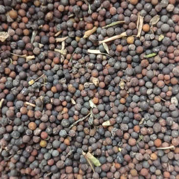 油菜籽