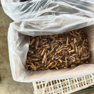 刚出栏的带子高蛋白蝗虫2000斤