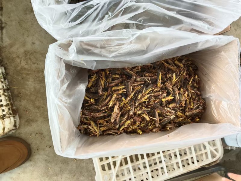 刚出栏的带子高蛋白蝗虫2000斤