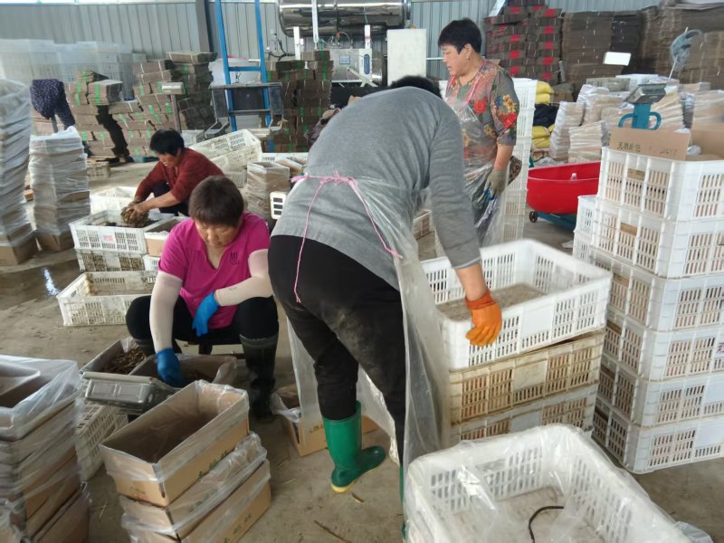 刚出栏的带子高蛋白蝗虫2000斤