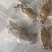 海鲜，海产品干货