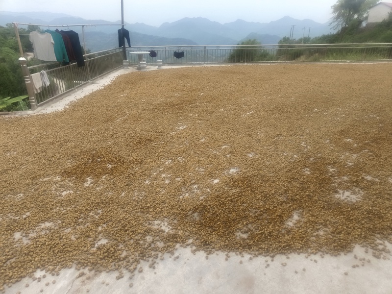 中草药玄胡，又明元胡