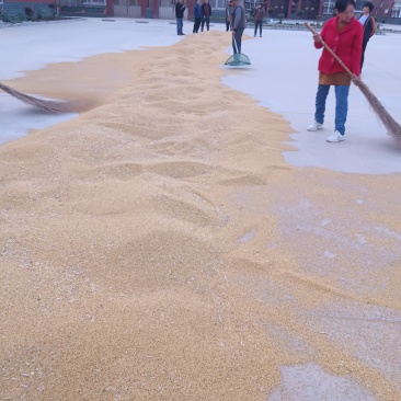 油菜籽