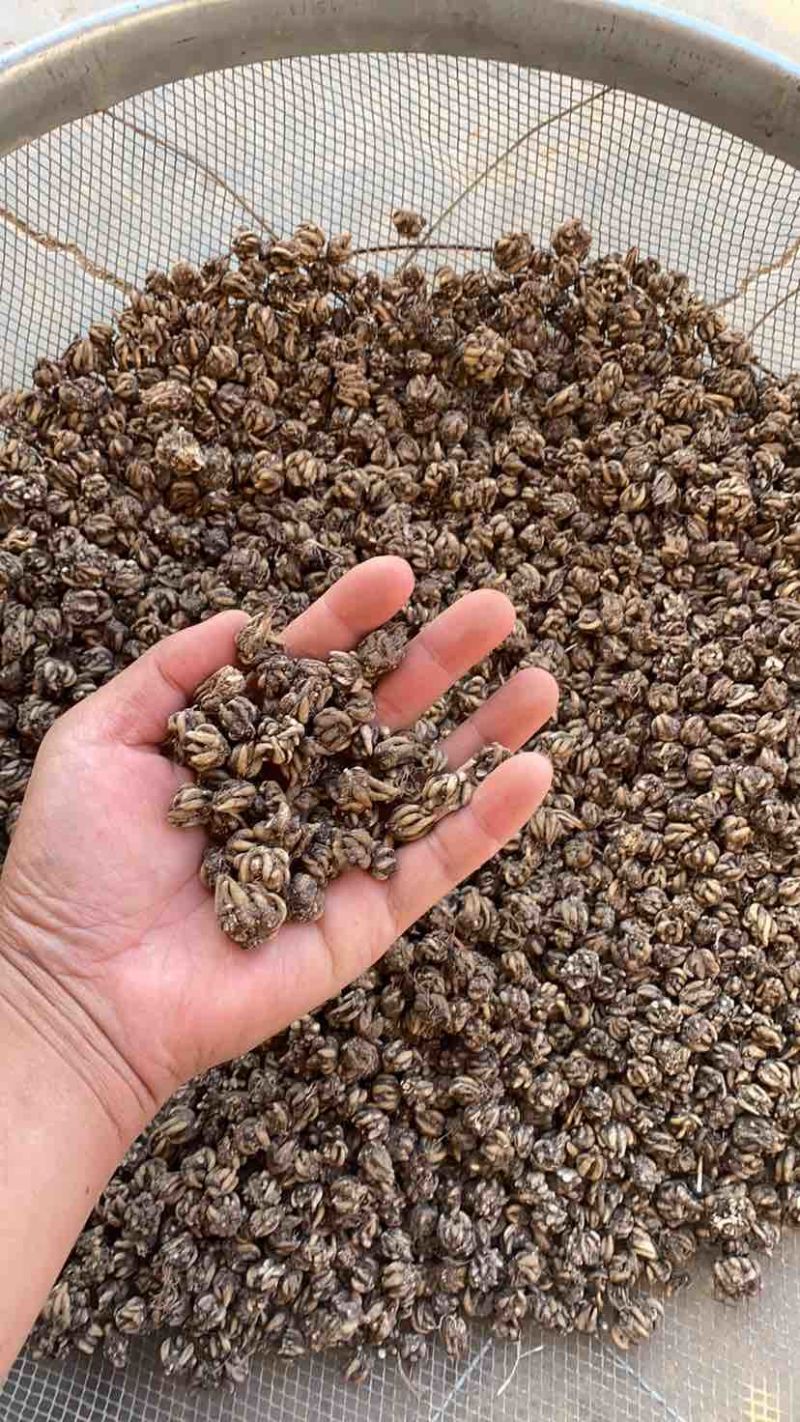河南淮滨产源地直销猫爪草