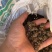 河南淮滨产源地直销猫爪草