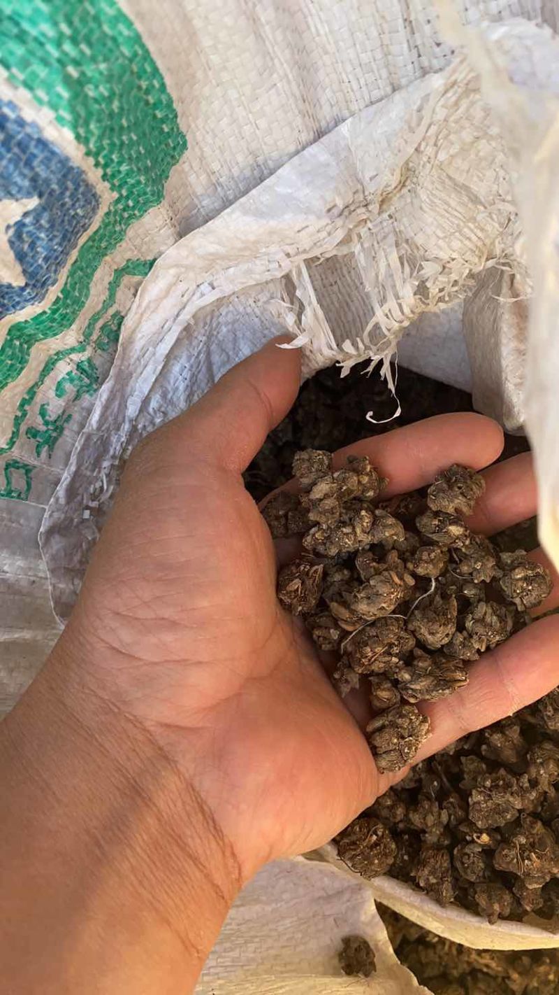 河南淮滨产源地直销猫爪草