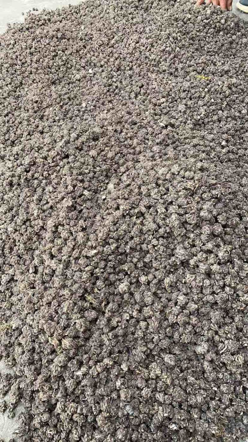 河南淮滨产源地直销猫爪草