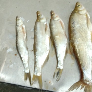 小白条
