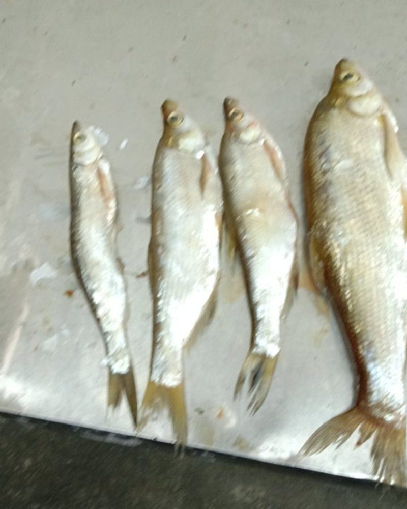 小白条