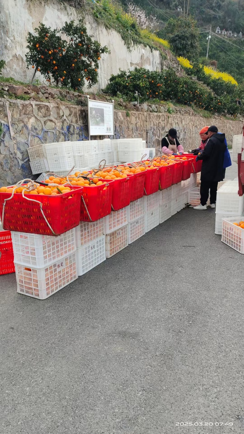 秭归伦晚脐橙秭归脐橙产地直发新鲜橙子水果橙九分酸一分甜