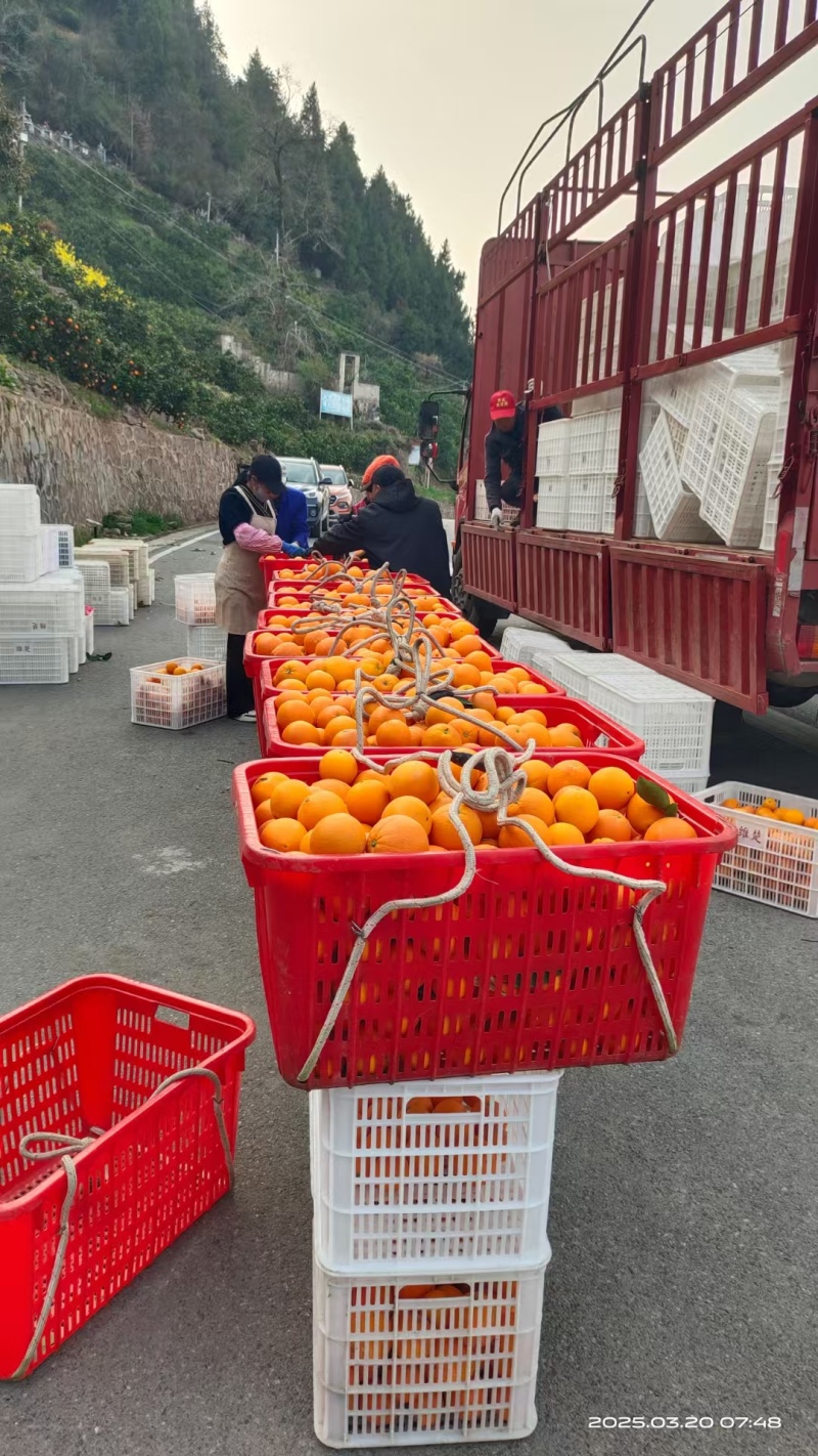 秭归伦晚脐橙秭归脐橙产地直发新鲜橙子水果橙九分酸一分甜