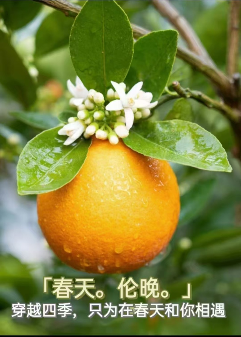 秭归伦晚脐橙秭归脐橙产地直发新鲜橙子水果橙九分酸一分甜