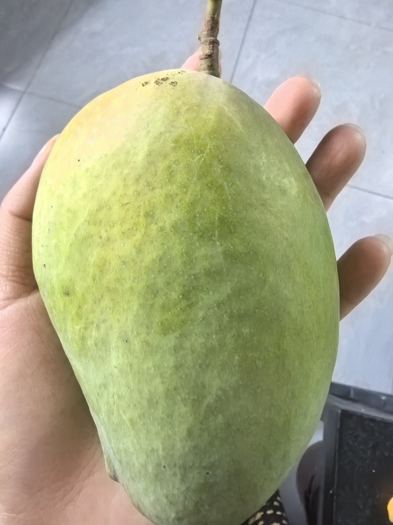 云南元江台芒，产地直发没有中间商