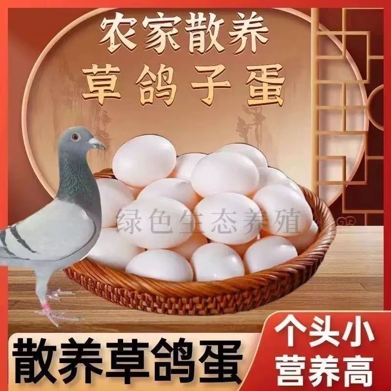 正宗新鲜鸽子鸽蛋农家五谷杂粮散养鸽子蛋批发
