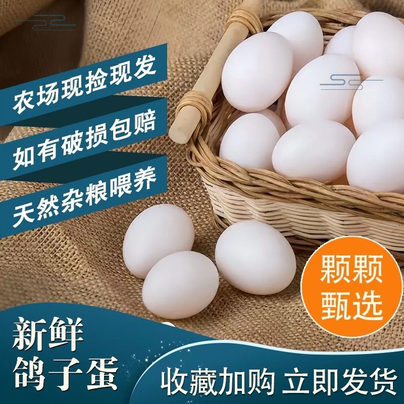 正宗新鲜鸽子鸽蛋农家五谷杂粮散养鸽子蛋批发