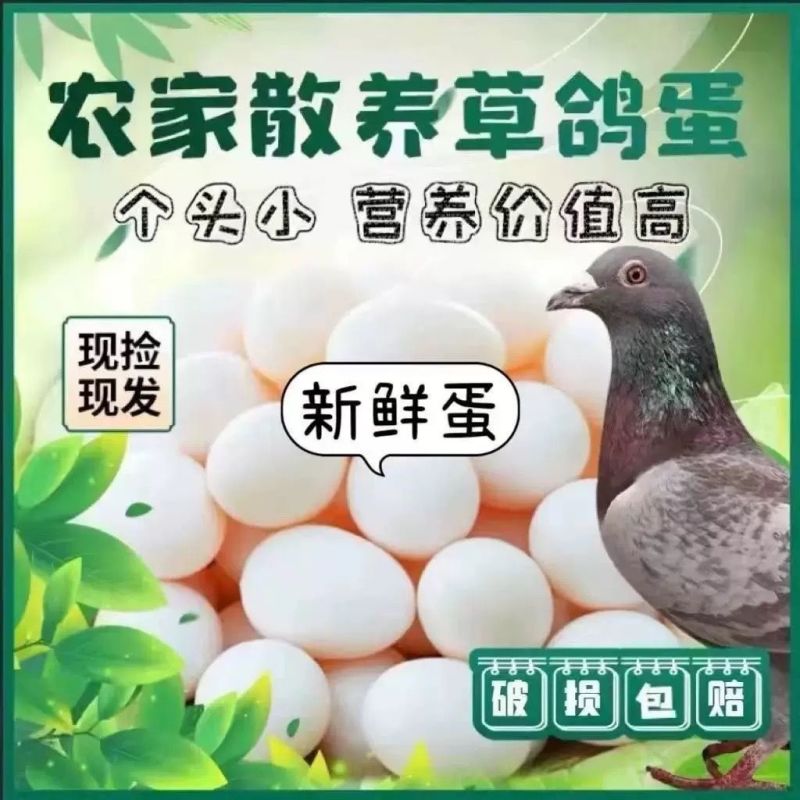 正宗新鲜鸽子鸽蛋农家五谷杂粮散养鸽子蛋批发