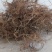 野生白花牛奶根