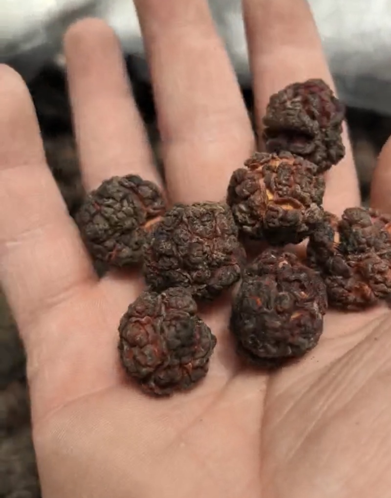 帝王果（柘果）