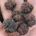 帝王果（柘果）纯自然晒干，无硫帝王果