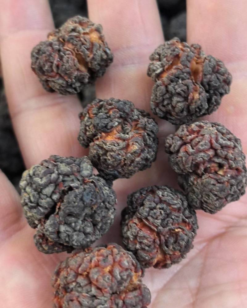 帝王果（柘果）纯自然晒干，无硫帝王果