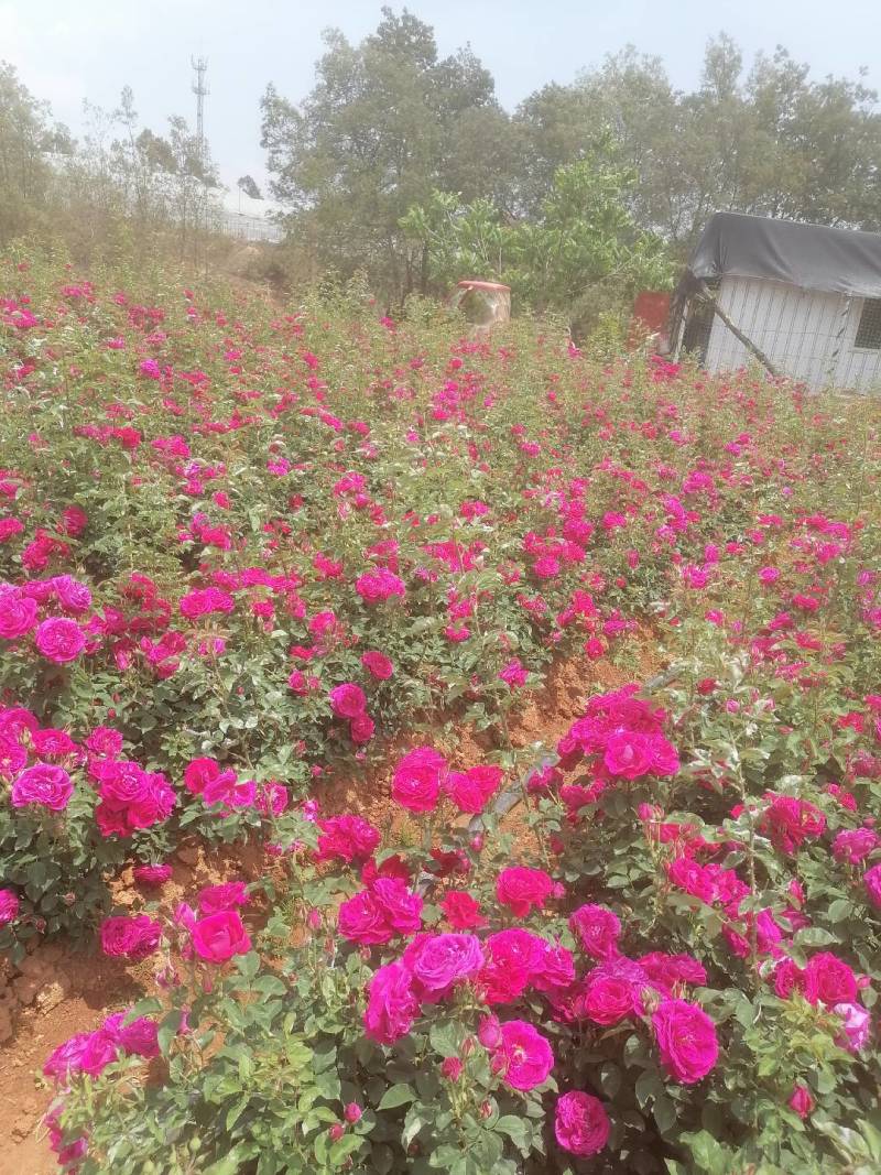 云南昆明安宁食用玫瑰花，产地直发，价格优惠，欢迎客商来店咨询