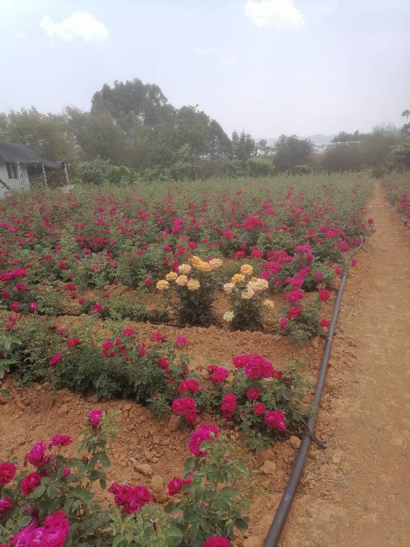 云南昆明安宁食用玫瑰花，产地直发，价格优惠，欢迎客商来店咨询