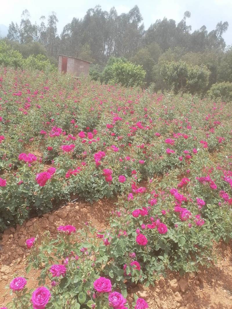 云南昆明安宁食用玫瑰花，产地直发，价格优惠，欢迎客商来店咨询