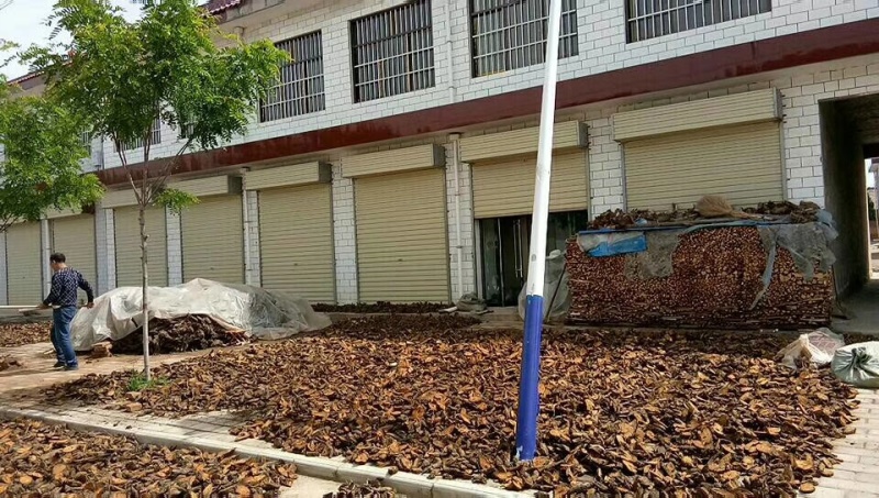 农家自种土大黄