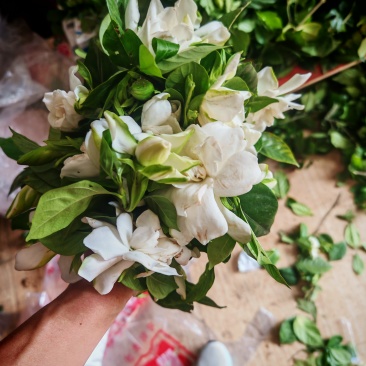 栀子花
