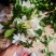 栀子花