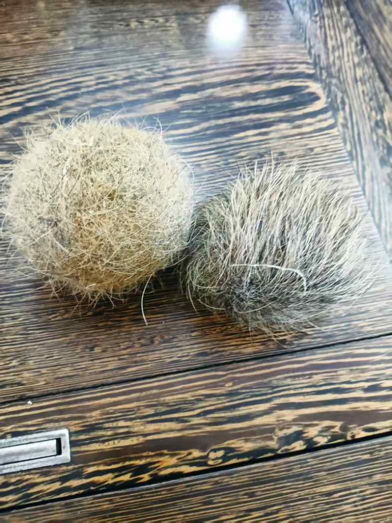 猪宝。