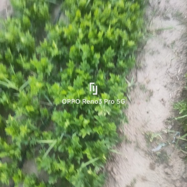 瓜果蔬菜