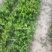 瓜果蔬菜
