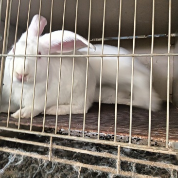 兔子