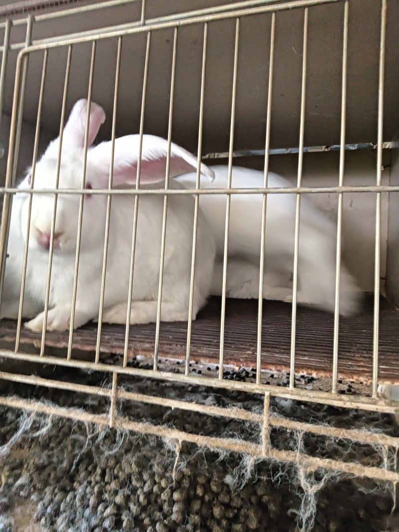 兔子