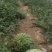 头茬无籽冰糖麒麟，次货